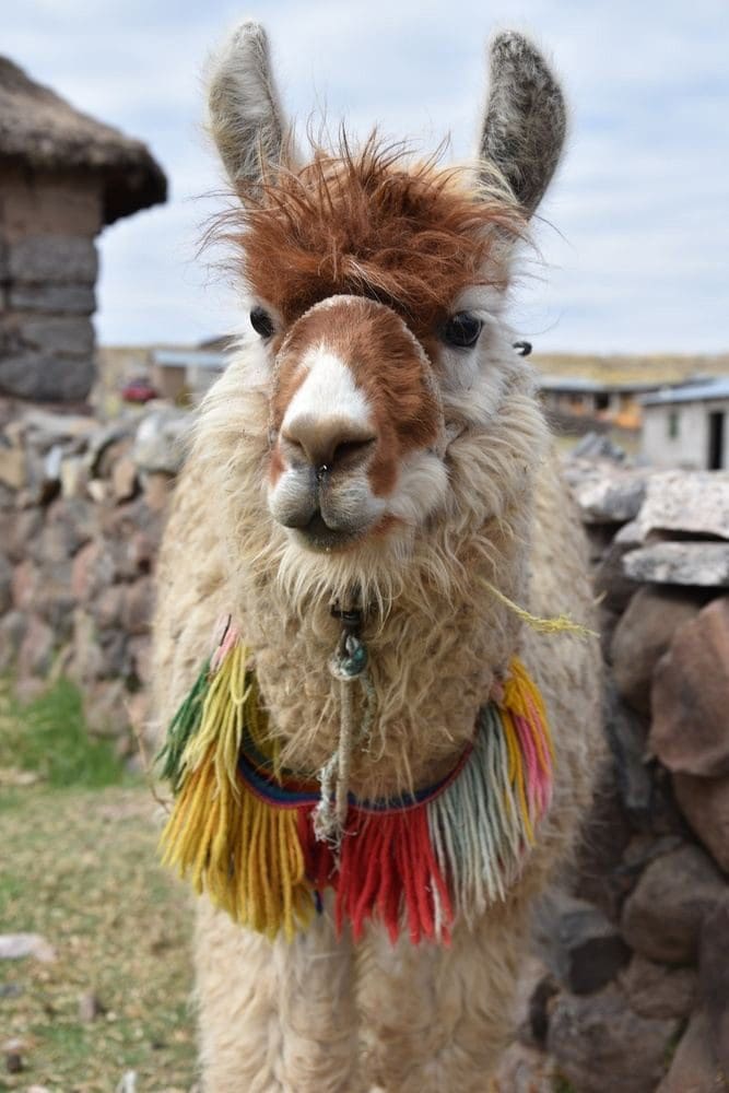 Experience the colorful culture of Peru!