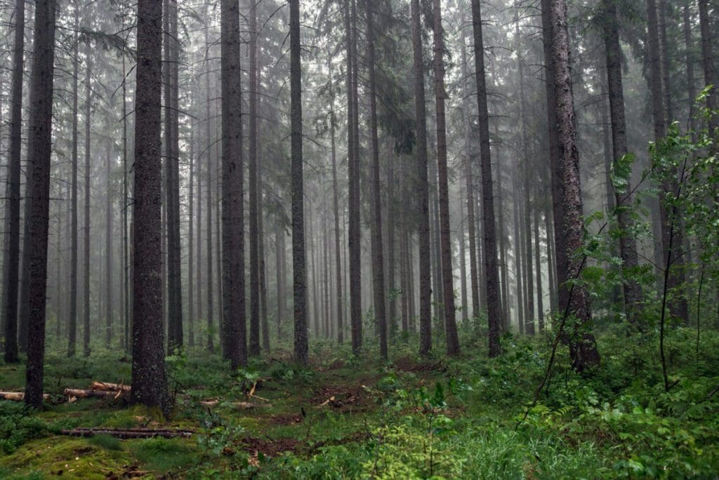 5 Chilling Tales from the Black Forest of Germany - Mysterious ...