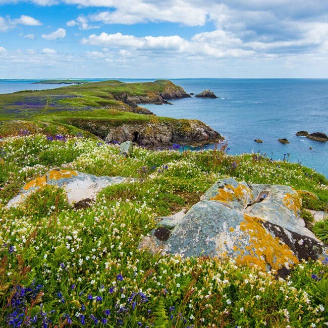 Great Saltee Island, County Wexford, Ireland