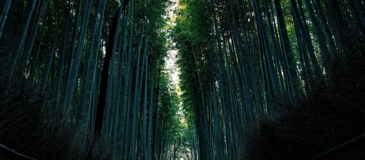 Arashiyama Bamboo Forest, Kyoto, Japan