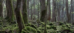 Aokigahara, the 'Suicide Forest,' Yamanashi, Japan, spiritual journey, mysterious adventures, transformational travel