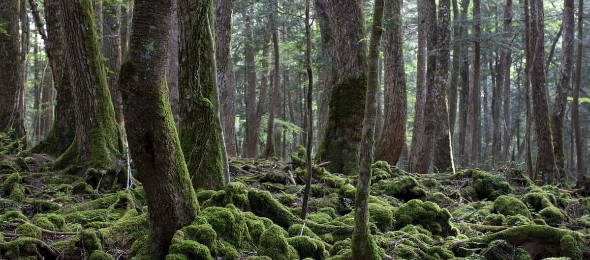 Aokigahara, the 'Suicide Forest,' Yamanashi, Japan