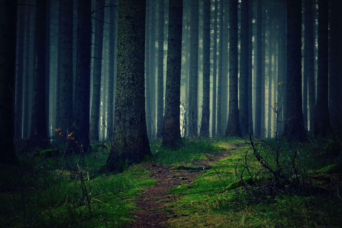 The Forbidden Woods, Black Forest in Germany