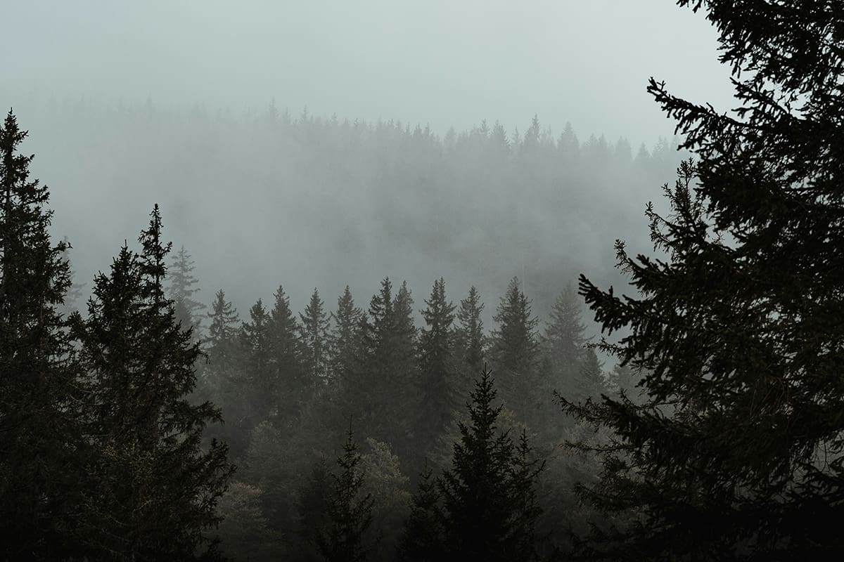 Haunted and abandoned dark tourism destination The Black Forest