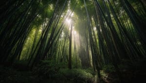 Bamboo Forest, Arashiyama, Japan