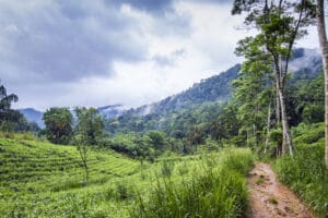 Mysterious, spooky and enigmatic Sinhara Forest in Sri Lanka