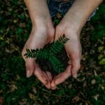 Hands hold potting soil with a small sapling growing out of it.