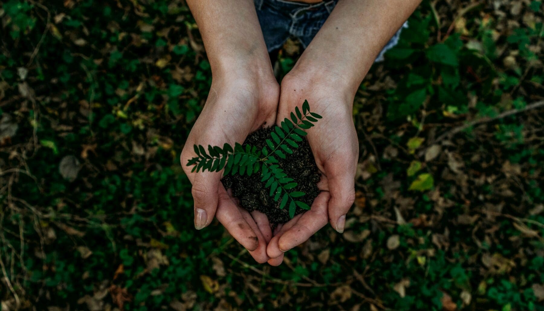 Hands hold potting soil with a small sapling growing out of it.