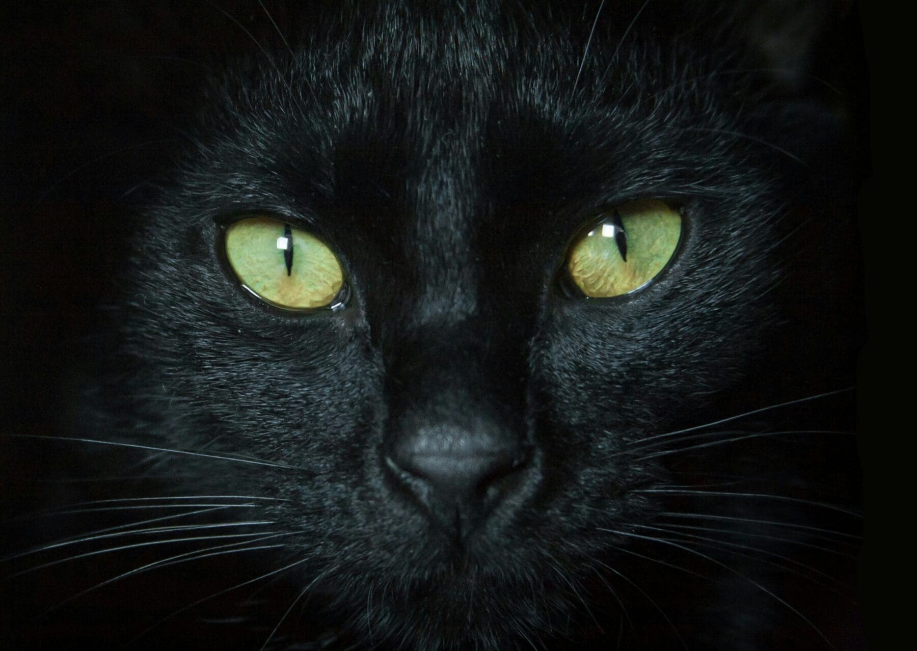 A black cat, said to be either bad or good luck in different cultures, gazes at the viewer.