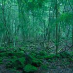 The Mystical Aokigahara Forest, Yamanashi Prefecture, Japan. A supernatural journey of Transformational Travel