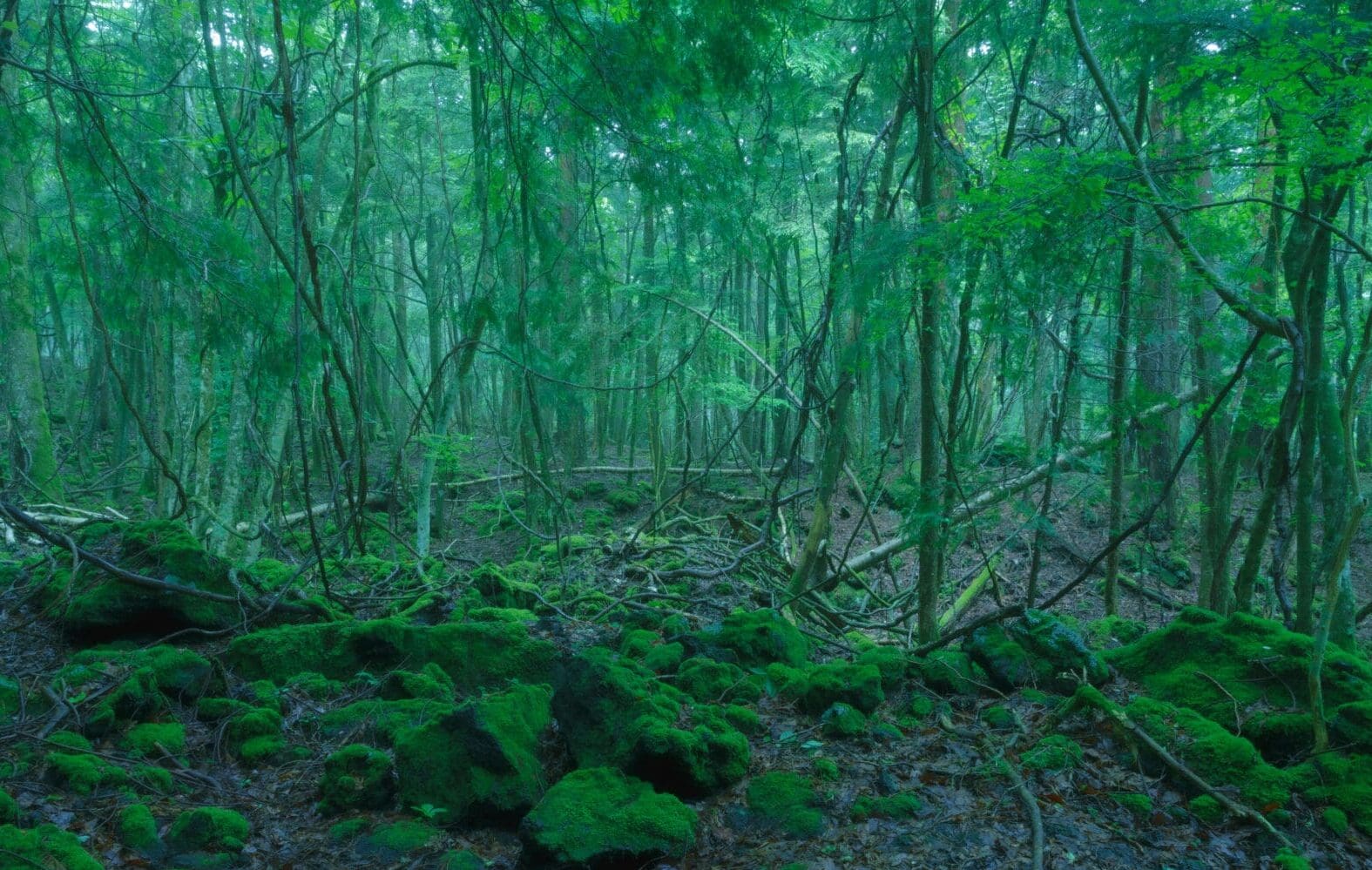 The Mystical Aokigahara Forest, Yamanashi Prefecture, Japan. A supernatural journey of Transformational Travel