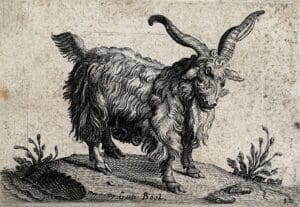 The goat was a common form taken by the Puca, a legendary creature one may encounter on overseas adventure travel