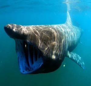 The Megamouth Shark. A mysterious creature found on mysterious adventures.