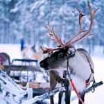 Christmas Traditions. Transformational Travel, Unique Travel Experiences