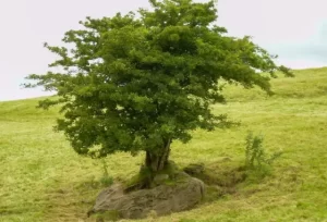 In County Clare, a lone tree believed to be a fairy tree disrupted construction of a road. Legends and Lore