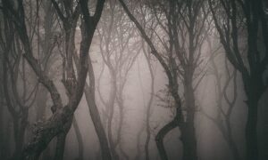 The surreal and haunting Hoia Baciu Forest. Legends and lore, Lore and Legends, Mysterious Adventures