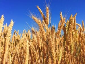 Lammas marked the beginning of the grain harvest for the Celts. Celtic, Spiritual Journey