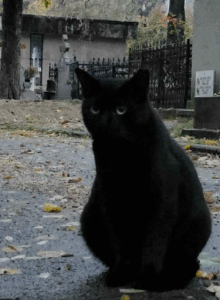 Black Cat in Romania via one of our travelers Bill Schoen.