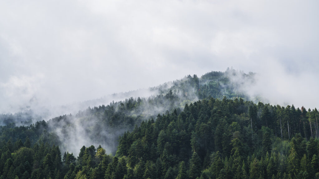 Uncover the mysteries and folklore of Germany's Black Forest. Germany, Haunted, Mike Ricksecker
