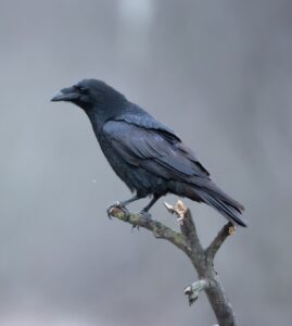 In many cultures, ravens are said to move between worlds. travel, transformation
