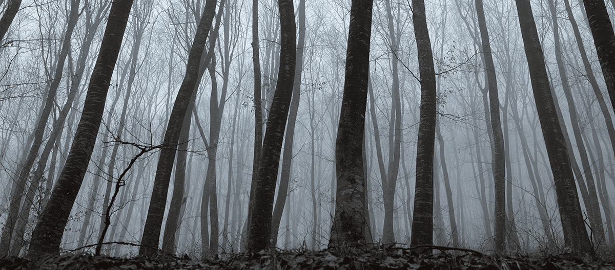 Day 7 Hoia Baciu Forest