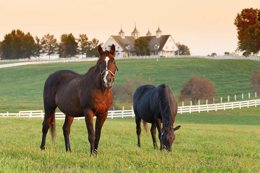 highlights 2 kentucky horses